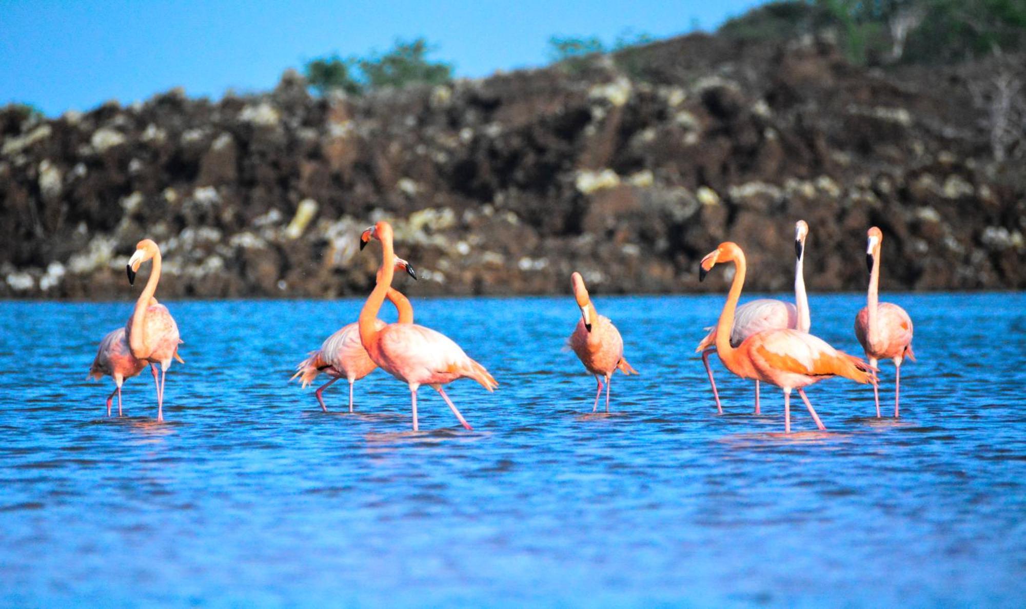 Hotel La Jungla Puerto Villamil Dış mekan fotoğraf